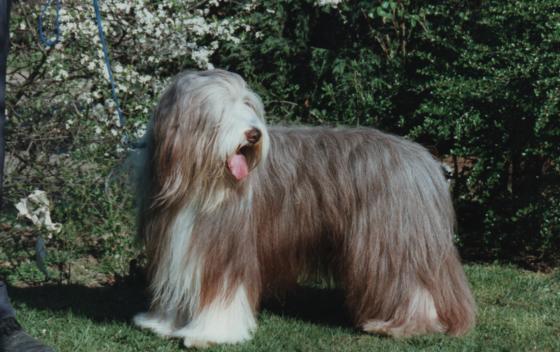 Bearded Collie