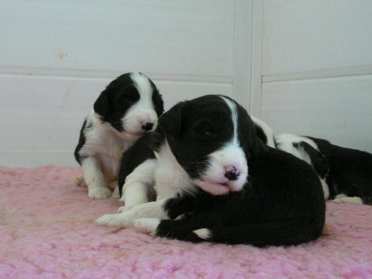 Bearded Collie Puppy