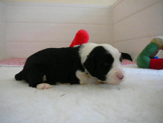 Bearded Collie Puppy