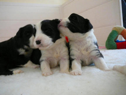 Bearded Collie Puppies