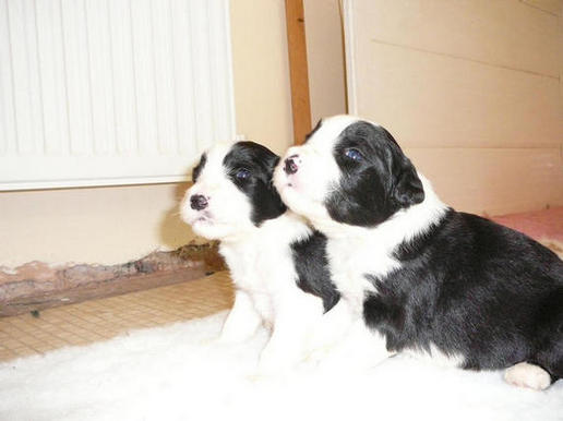 Bearded Collie Puppies