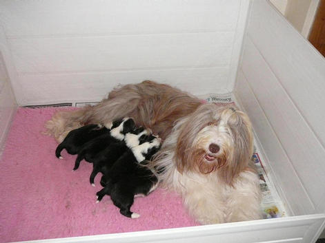 Bearded Collie puppies