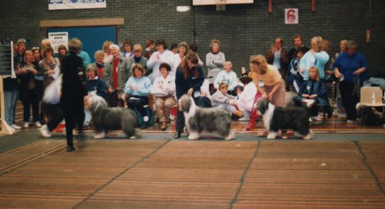 Bearded Collies