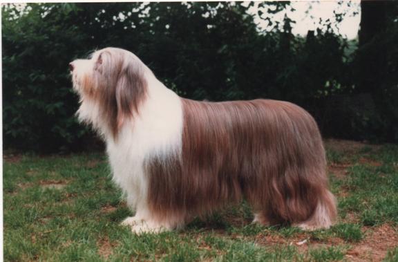 Bearded Collie Pepperland Lyric John