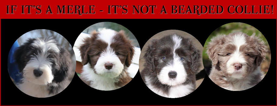 If it's a merle it's not a Bearded Collie