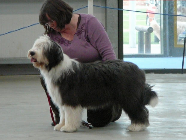 Bearded Collie Puppy winner