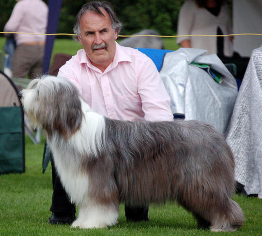 Ella "Best Puppy In Show" at Midshires Bearded Collie Championship Show.