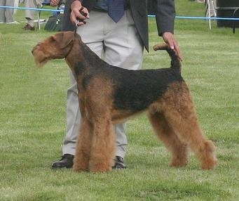 Our chapion Airedale Troy in show trim