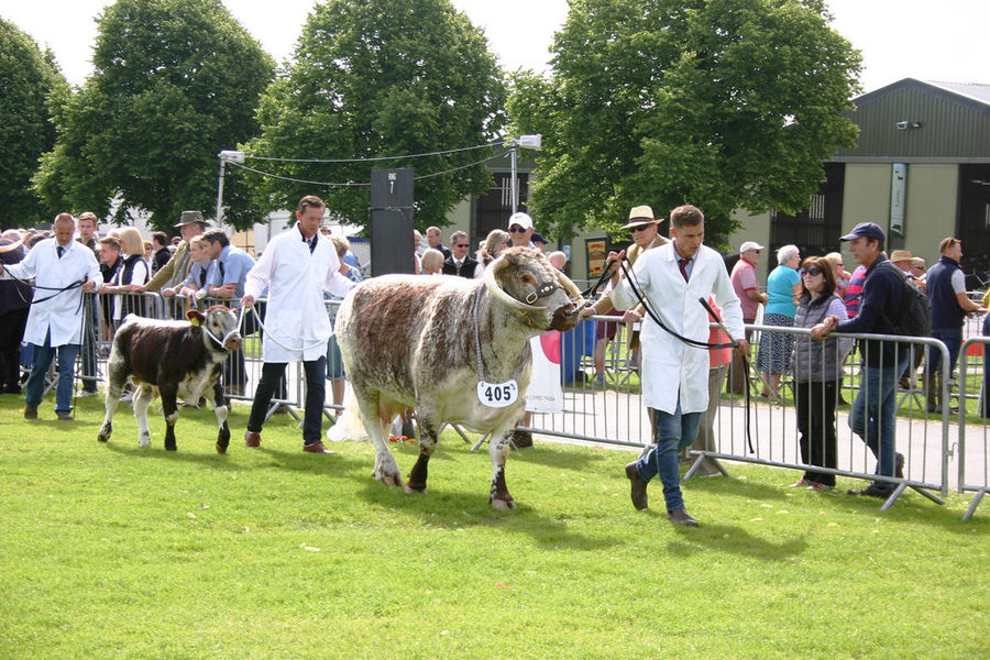 Longhorn National Show, 2018