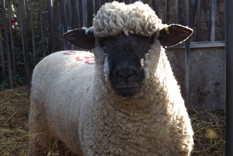 Oxford Down shearling ram bought at Builth September 2018