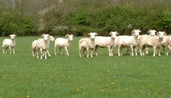 Yearling ewes in the Spring showing peeling fleeces