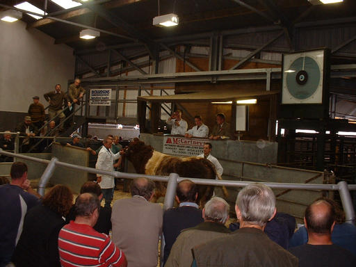 Tearaway - stock bull 3,100gns