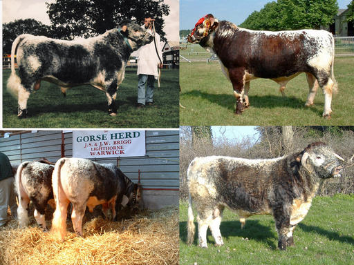 Some typical "Gorse" bulls