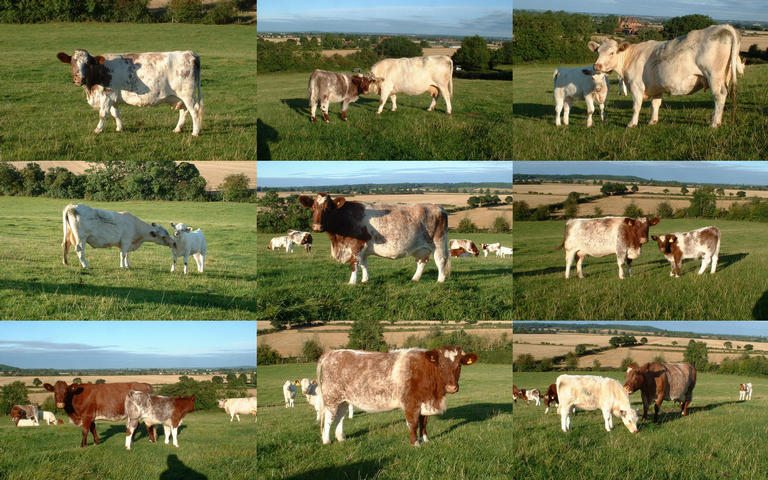 Pictures of Shorthorns in dispersal sale 31st October 2009