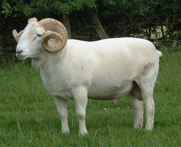 Gorse Trumpeter