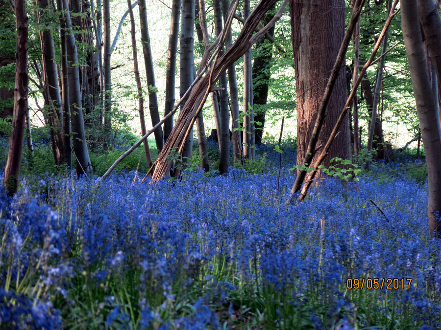 BLUEBELLS