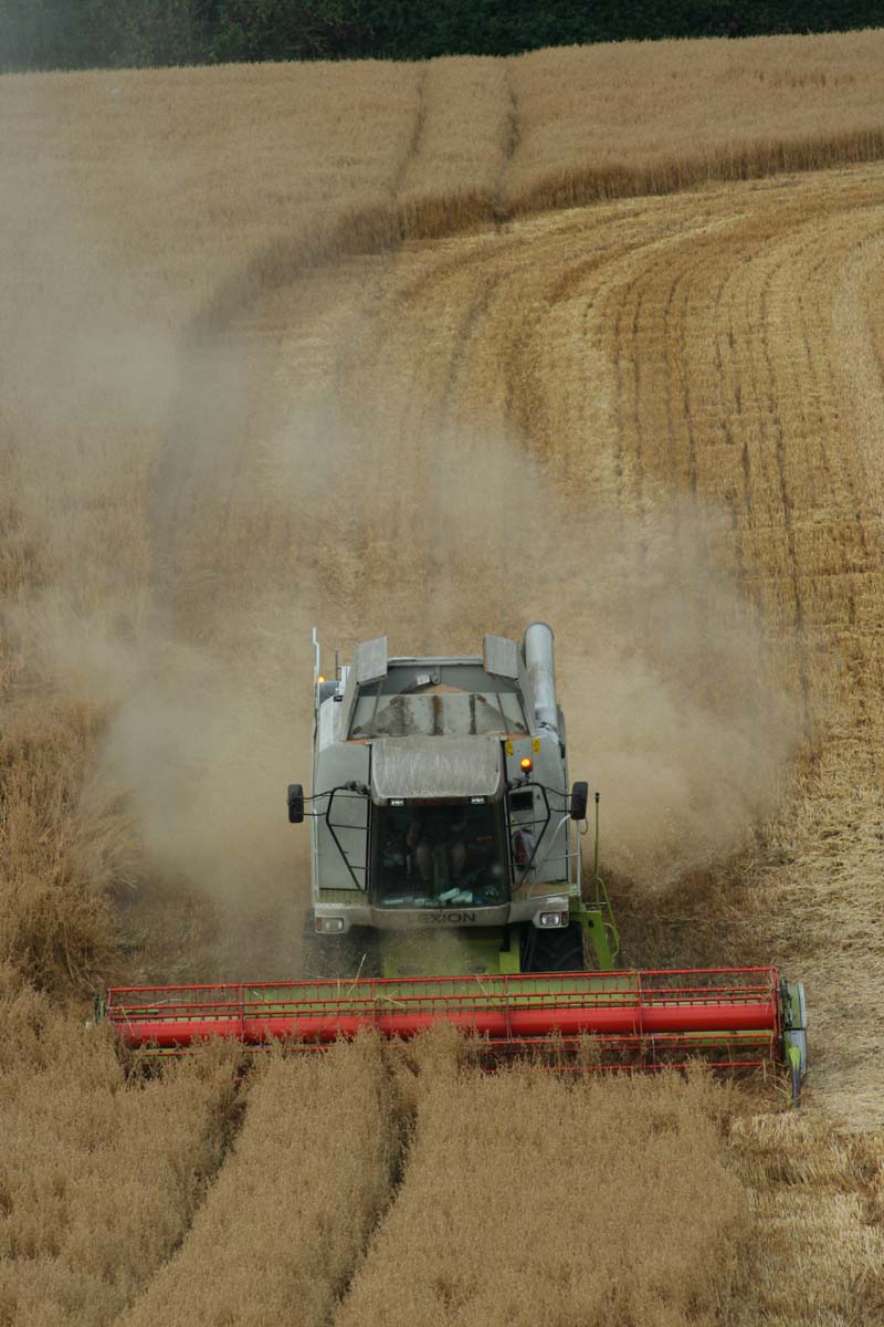 Harvesting wheat