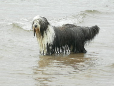 Bearded Collie standing in the sea