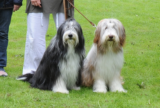 Bearded Collie Good Citizens