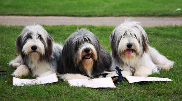 Bearded Collie Good Citizens