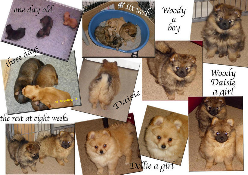 puppies born to ChTymy Tymex JW-Tymy Tymarekiya