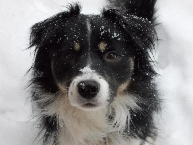 Logan enjoying the snow Jan 2013