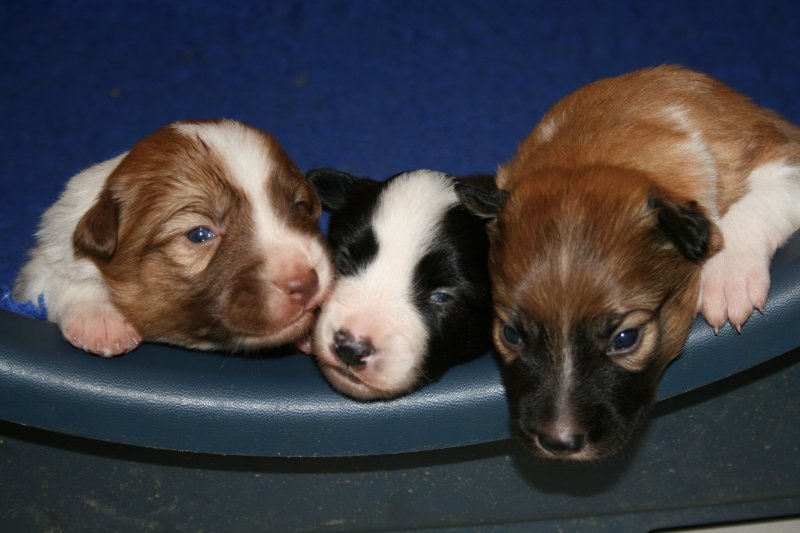 Reuben pups 2