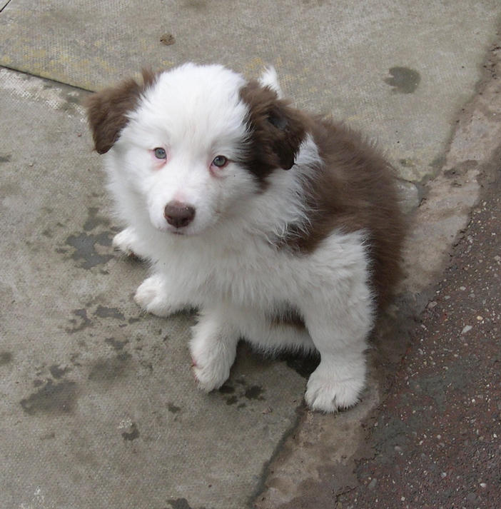 Redcharisma Firelight - Tassie at 8 weeks - Sold