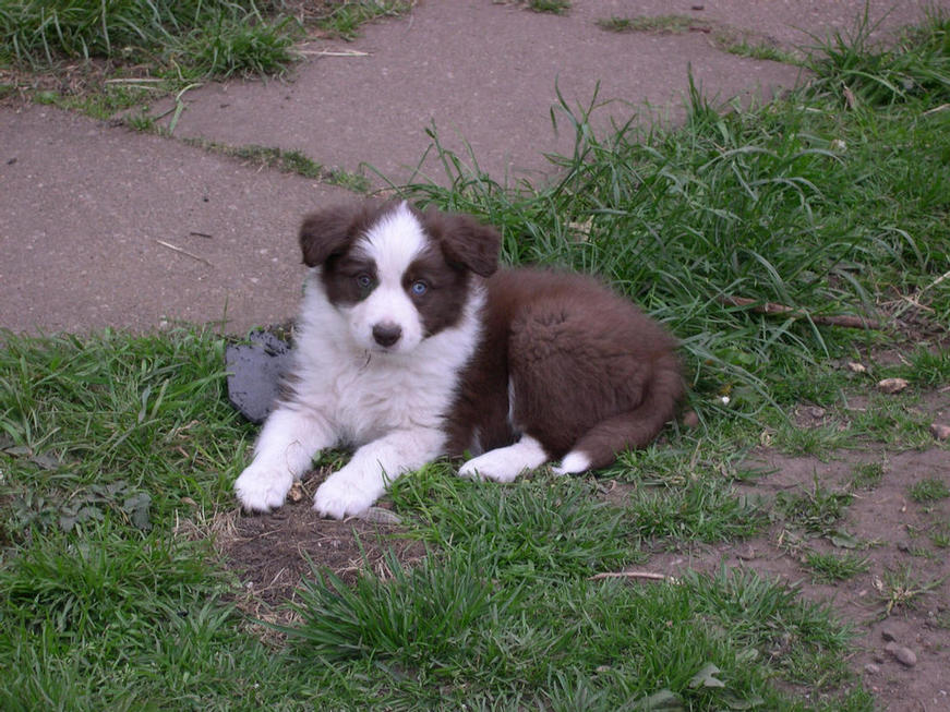 Redcharisma Firebird - Tikka at 8 weeks - sold