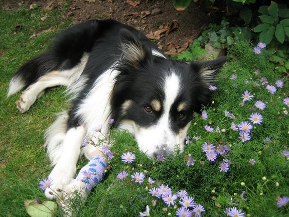 Basil in the daisies