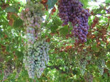 Cyprus Grapes