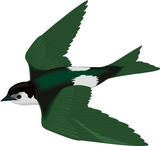 swallow in flight