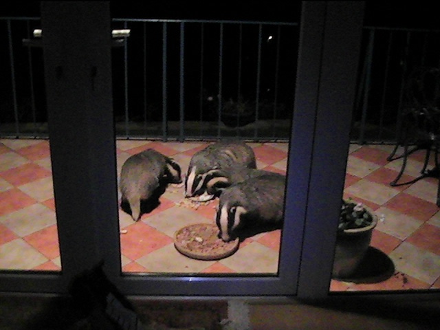 three badgers