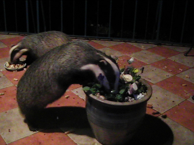 badgers in the flower pot