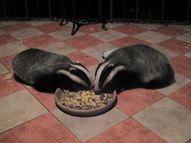badgers on the terrace
