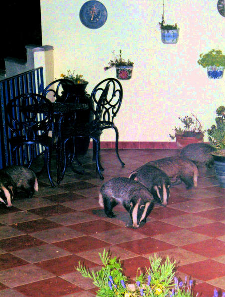 badgers on the terrace