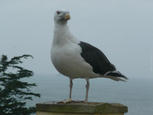 seagull