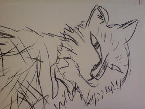 Charcoal drawing of a cat