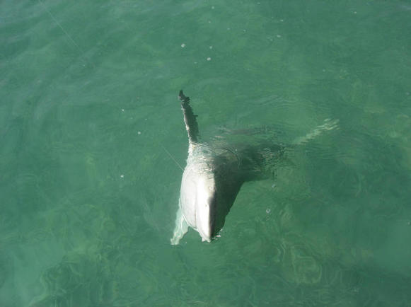 shark