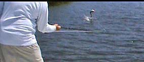 SUMMERLAND KEY FISHING