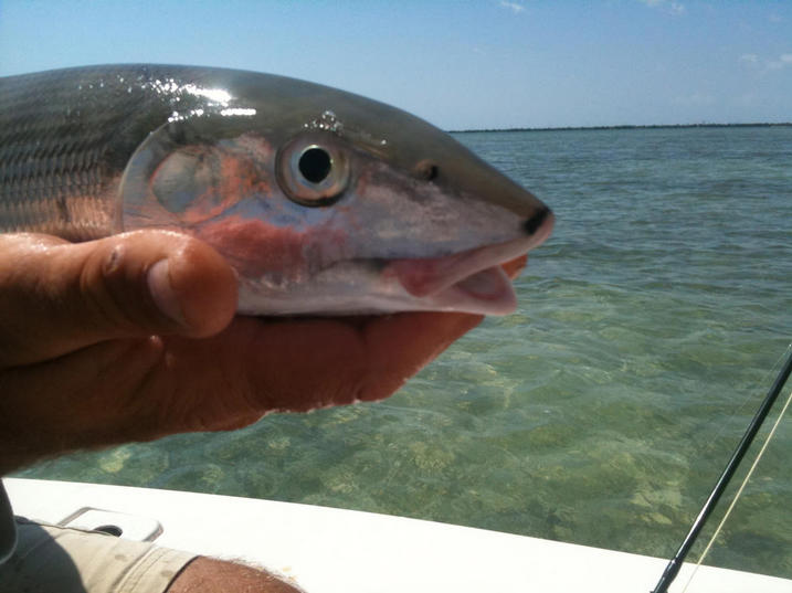 BIG PINE KEY FISHING GUIDES FOR BONEFISH