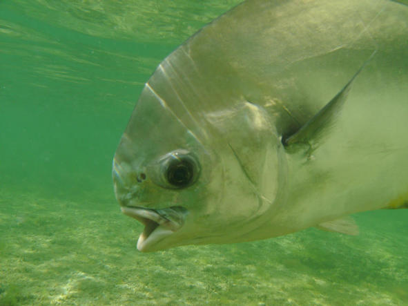 BIG PINE KEY FLY FISHING FOR PERMIT! LITTLE KNOCK-EM-DOWN-CHARTERS