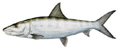 BONEFISHING IN SUMMERLAND KEY, FLORIDA