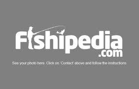 fishing guides for TARPON SUGARLOAF key, FLORIDA