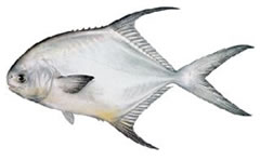 PERMIT FLY FISHING SUMMERLAND KEY