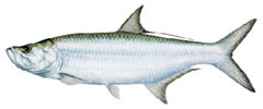 TARPON FISHING IN SUMMERLAND KEY, FLORIDA