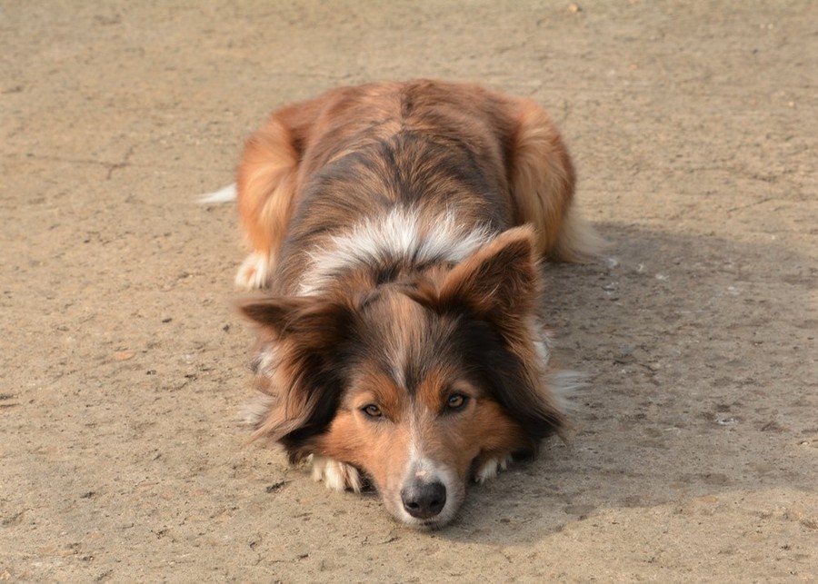 blue sable border collie