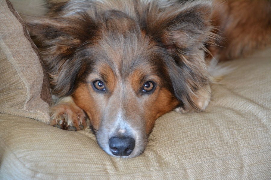 blue sable border collie