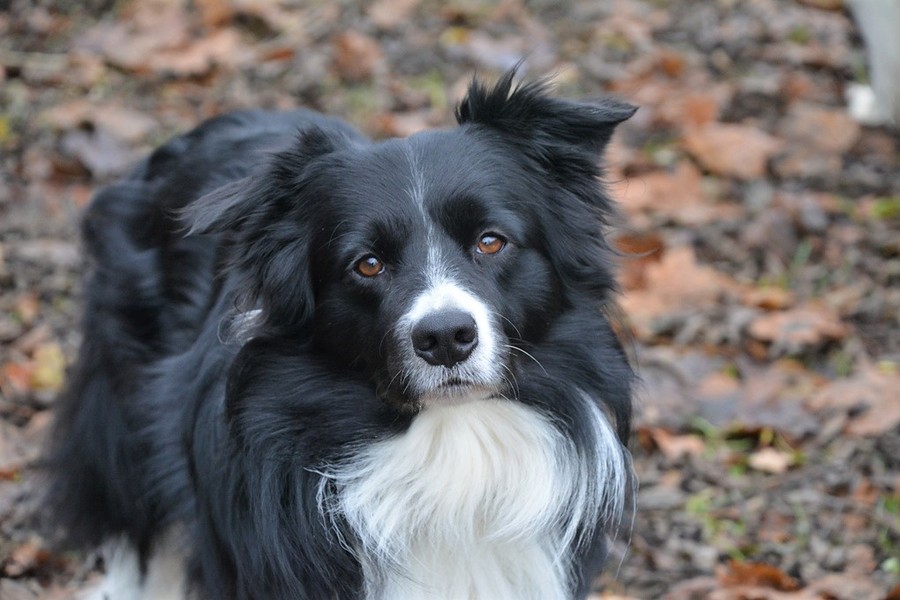 black and white border collie