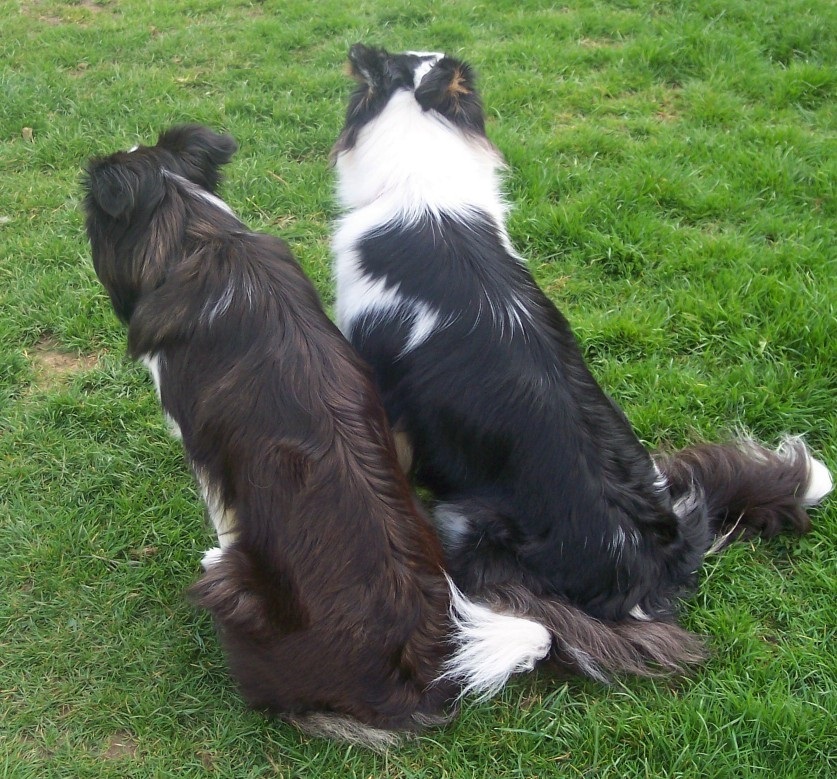 seal and black tri border collies